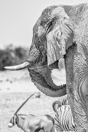 Africa, Africa, Africa, Botswana, Botswana, Chobe, Dumbo, India, Kenya, Kenya, Mara, Masai, Moremi, Namibia, Namibia, Savuti, South, South, Tanzania, Tanzania, Zambia, Zimbabwe, black, "black & white"