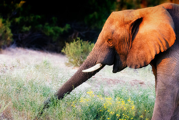 Bertazzoni, Botswana, Chobe, Dumbo, India, Kenya, Mara, Masai, Moremi, Namibia, Namibia, Savuti, "South Africa", Tanzania, Zambia, Zimbabwe, baby, "black & white", ears, elephant, Africa, illegal, ivo