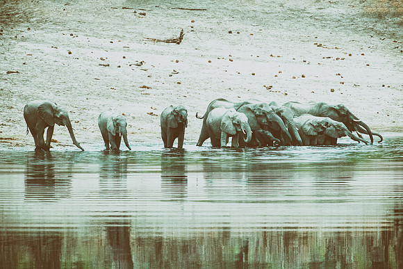 Africa, Africa, Africa, Botswana, Botswana, Chobe, Dumbo, India, Kenya, Kenya, Mara, Masai, Moremi, Namibia, Namibia, Savuti, South, South, Tanzania, Tanzania, Zambia, Zimbabwe, black, "black & white"