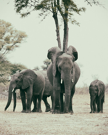 Africa, Africa, Africa, Botswana, Botswana, Chobe, Dumbo, India, Kenya, Kenya, Mara, Masai, Moremi, Namibia, Namibia, Savuti, South, South, Tanzania, Tanzania, Zambia, Zimbabwe, black, "black & white"