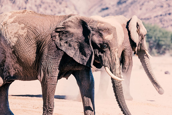 Desert Elephants