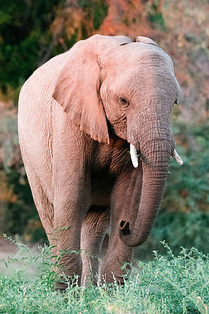 Bertazzoni, Botswana, Chobe, Dumbo, India, Kenya, Mara, Masai, Moremi, Namibia, Namibia, Savuti, "South Africa", Tanzania, Zambia, Zimbabwe, baby, "black & white", ears, elephant, frica, illegal, ivor