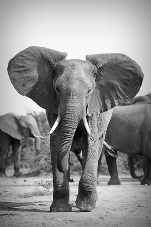 Africa, Africa, Africa, Botswana, Botswana, Chobe, Dumbo, India, Kenya, Kenya, Mara, Masai, Moremi, Namibia, Namibia, Savuti, South, South, Tanzania, Tanzania, Zambia, Zimbabwe, black, "black & white"