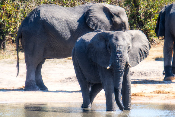 Africa, Botswana, Botswana, Chobe, Dumbo, India, Kenya, Kenya, Masai Mara, Moremi, Namibia, Namibia, Savuti, South Africa, South Africa, Tanzania, Tanzania, Zambia, Zimbabwe, ears, elephant, elephant,