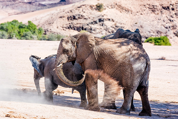 Desert Elephants
