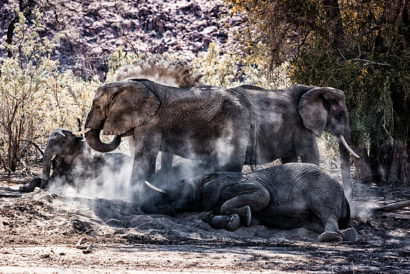 Desert Elephants
