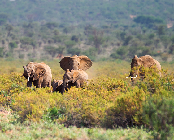 Africa, Bertazzoni, Botswana, Chobe, Dumbo, India, Kenya, Mara, Masai, Moremi, Namibia, Namibia, Savuti, "South Africa", Tanzania, Zambia, Zimbabwe, baby, "black & white", ears, elephant, illegal, ivo