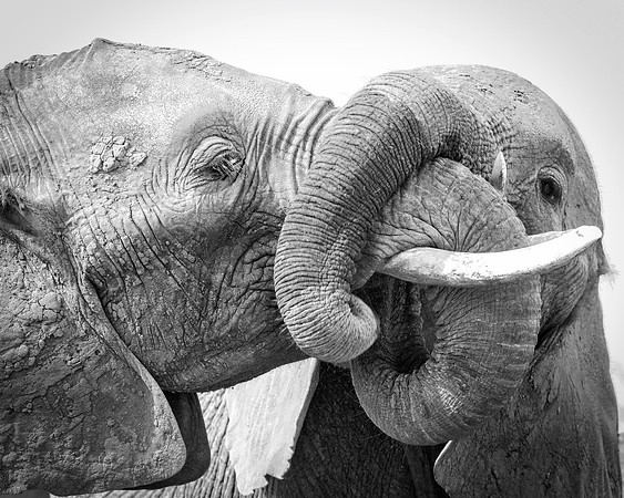 Africa, Africa, Africa, Botswana, Botswana, Chobe, Dumbo, India, Kenya, Kenya, Mara, Masai, Moremi, Namibia, Namibia, Savuti, South, South, Tanzania, Tanzania, Zambia, Zimbabwe, black, "black & white"
