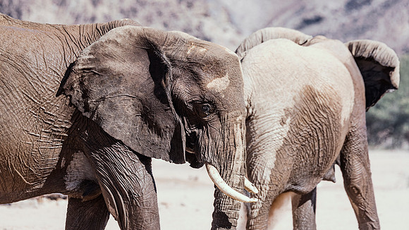 Desert Elephants