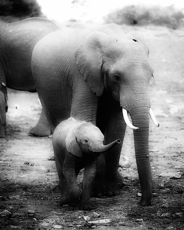Bertazzoni, Botswana, Chobe, Dumbo, India, Kenya, Mara, Masai, Moremi, Namibia, Namibia, Savuti, "South Africa", Tanzania, Zambia, Zimbabwe, baby, ears, elephant, frica, illegal, ivory, jungle, pack,