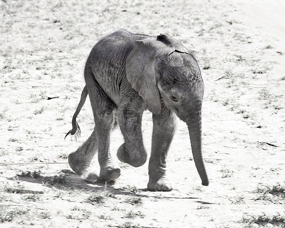 Africa, Bertazzoni, Botswana, Chobe, Dumbo, India, Kenya, Mara, Masai, Moremi, Namibia, Namibia, Savuti, "South Africa", Tanzania, Zambia, Zimbabwe, baby, "black & white", ears, elephant, illegal, ivo