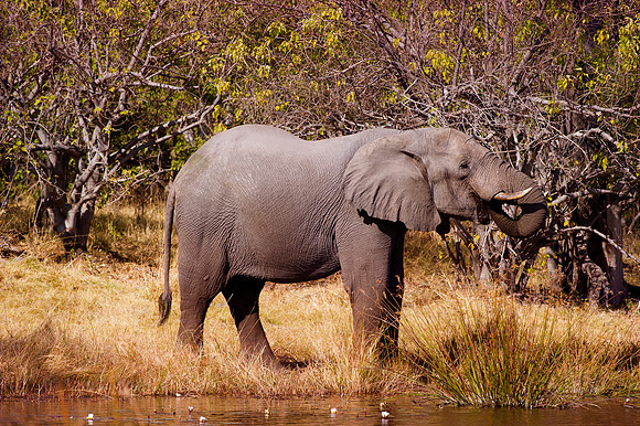 Africa, Botswana, Chobe, Dumbo, Kenya, "Masai Mara", Moremi, Namibia, Savuti, "South Africa", Tanzania, ears, elephant, "illegal trade", ivory, jungle, poaching, safari, savanna, trunk, tusk,India, Ta