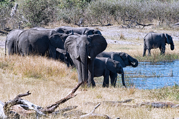 Africa, Africa, Africa, Botswana, Botswana, Chobe, Dumbo, India, Kenya, Kenya, Mara, Masai, Moremi, Namibia, Namibia, Savuti, South, South, Tanzania, Tanzania, Zambia, Zimbabwe, ears, elephant, elepha