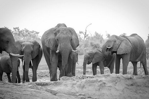 Africa, Africa, Africa, Botswana, Botswana, Chobe, Dumbo, India, Kenya, Kenya, Mara, Masai, Moremi, Namibia, Namibia, Savuti, South, South, Tanzania, Tanzania, Zambia, Zimbabwe, black, "black & white"