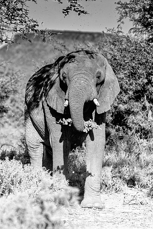Africa, Bertazzoni, Botswana, Chobe, Dumbo, India, Kenya, Mara, Masai, Moremi, Namibia, Namibia, Savuti, "South Africa", Tanzania, Zambia, Zimbabwe, baby, "black & white", ears, elephant, illegal, ivo
