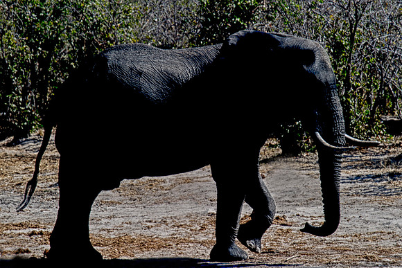 Africa, Botswana, Botswana, Chobe, Dumbo, India, Kenya, Kenya, Masai Mara, Moremi, Namibia, Namibia, Savuti, South Africa, South Africa, Tanzania, Tanzania, Zambia, Zimbabwe, ears, elephant, elephant,