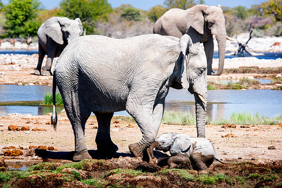 Baby Elephant - Etosha