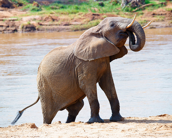 Africa, Bertazzoni, Botswana, Chobe, Dumbo, India, Kenya, Mara, Masai, Moremi, Namibia, Namibia, Savuti, "South Africa", Tanzania, Zambia, Zimbabwe, baby, "black & white", ears, elephant, illegal, ivo