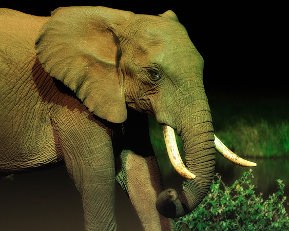 Africa, Bertazzoni, Botswana, Chobe, Dumbo, India, Kenya, Mara, Masai, Moremi, Namibia, Namibia, Savuti, "South Africa", Tanzania, Zambia, Zimbabwe, baby, "black & white", ears, elephant, illegal, ivo