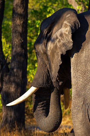 Africa, Africa, Africa, Botswana, Botswana, Chobe, Dumbo, India, Kenya, Kenya, Mara, Masai, Moremi, Namibia, Namibia, Savuti, South, South, Tanzania, Tanzania, Zambia, Zimbabwe, ears, elephant, elepha