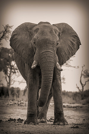 Africa, Africa, Africa, Botswana, Botswana, Chobe, Dumbo, India, Kenya, Kenya, Mara, Masai, Moremi, Namibia, Namibia, Savuti, South, South, Tanzania, Tanzania, Zambia, Zimbabwe, black, "black & white"