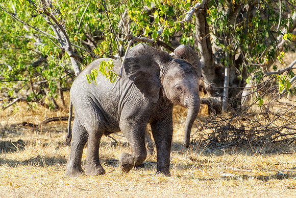 Africa, Botswana, Botswana, Chobe, Dumbo, India, Kenya, Kenya, Masai Mara, Moremi, Namibia, Namibia, Savuti, South Africa, South Africa, Tanzania, Tanzania, Zambia, Zimbabwe, ears, elephant, "baby ele