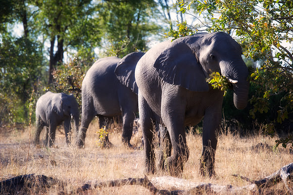 Africa, Africa, Africa, Botswana, Botswana, Chobe, Dumbo, India, Kenya, Kenya, Mara, Masai, Moremi, Namibia, Namibia, Savuti, South, South, Tanzania, Tanzania, Zambia, Zimbabwe, ears, elephant, elepha