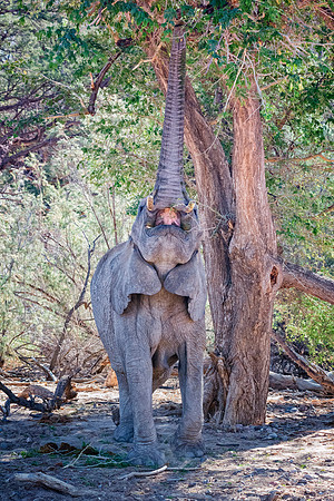 Desert Elephant