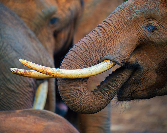 Bertazzoni, Botswana, Chobe, Dumbo, India, Kenya, Mara, Masai, Moremi, Namibia, Namibia, Savuti, "South Africa", Tanzania, Zambia, Zimbabwe, baby, ears, elephant, frica, illegal, ivory, jungle, pack,