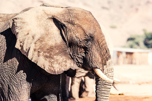 Desert Elephant