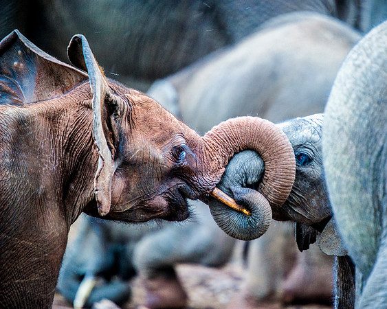 frica, Botswana, Chobe, Dumbo, India, Kenya, Mara, Masai, Moremi, Namibia, Namibia, Savuti, "South Africa", Tanzania, Zambia, Zimbabwe, baby, Bertazzoni, ears, elephant, illegal, ivory, jungle, pack,