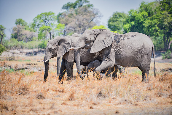 Elephants