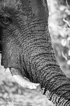 Africa, Bertazzoni, Botswana, Chobe, Dumbo, India, Kenya, Mara, Masai, Moremi, Namibia, Namibia, Savuti, "South Africa", Tanzania, Zambia, Zimbabwe, baby, "black & white", ears, elephant, illegal, ivo
