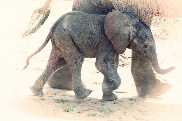 Africa, Bertazzoni, Botswana, Chobe, Dumbo, India, Kenya, Mara, Masai, Moremi, Namibia, Namibia, Savuti, "South Africa", Tanzania, Zambia, Zimbabwe, baby, "black & white", ears, elephant, illegal, ivo
