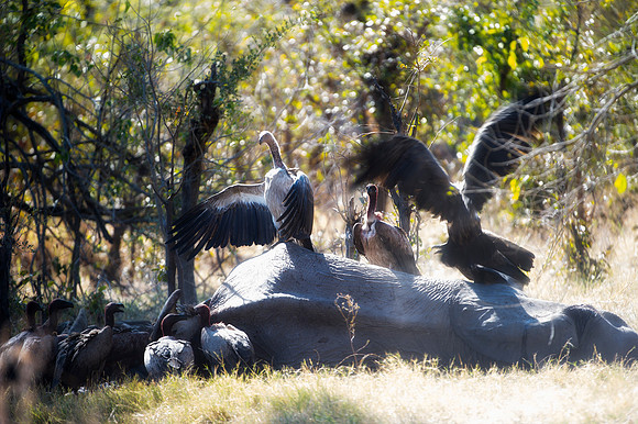 Africa, Africa, Africa, Botswana, Botswana, Chobe, Dumbo, India, Kenya, Kenya, Mara, Masai, Moremi, Namibia, Namibia, Savuti, South, South, Tanzania, Tanzania, Zambia, Zimbabwe, ears, elephant, elepha