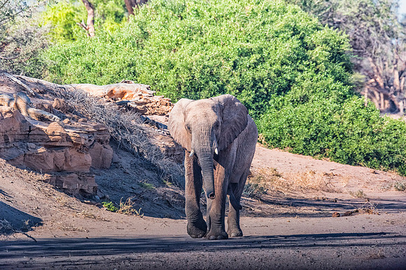 Desert Elephant