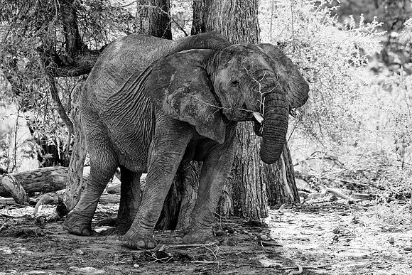 Desert Elephant
