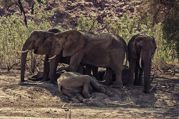 Desert Elephants