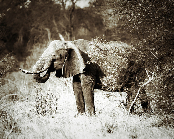Africa, Bertazzoni, Botswana, Chobe, Dumbo, India, Kenya, Mara, Masai, Moremi, Namibia, Namibia, Savuti, "South Africa", Tanzania, Zambia, Zimbabwe, baby, "black & white", ears, elephant, illegal, ivo