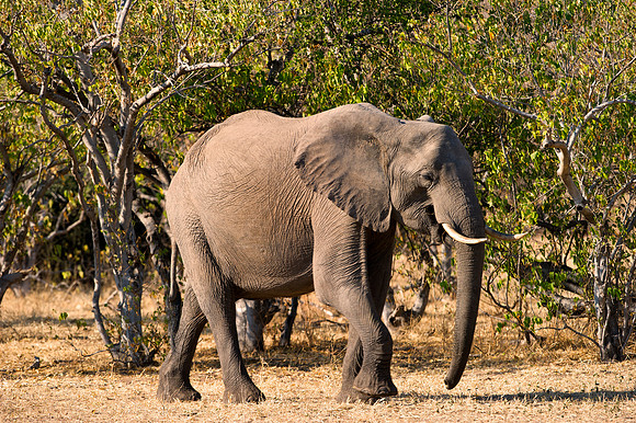 Africa, Botswana, Chobe, Dumbo, Kenya, "Masai Mara", Moremi, Namibia, Savuti, "South Africa", Tanzania, ears, elephant, "illegal trade", ivory, jungle, poaching, safari, savanna, trunk, tusk,India, Ta