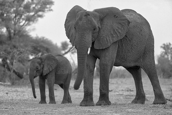 Africa, Africa, Africa, Botswana, Botswana, Chobe, Dumbo, India, Kenya, Kenya, Mara, Masai, Moremi, Namibia, Namibia, Savuti, South, South, Tanzania, Tanzania, Zambia, Zimbabwe, black, "black & white"