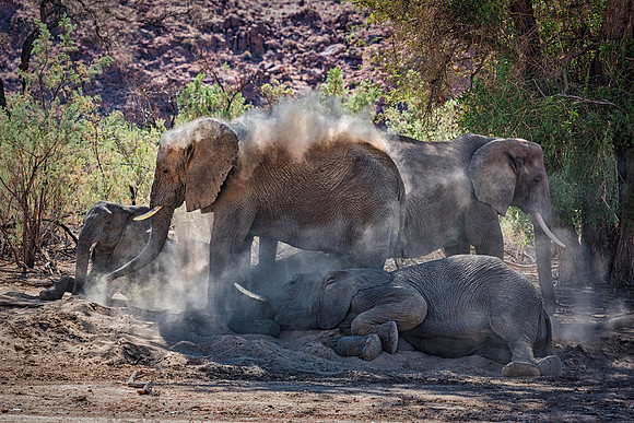 Desert Elephants