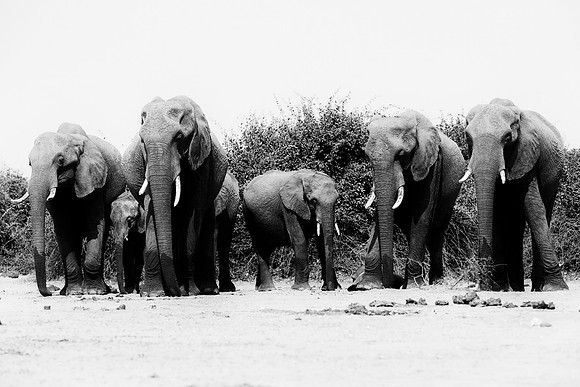 Africa, Africa, Africa, Botswana, Botswana, Chobe, Dumbo, India, Kenya, Kenya, Mara, Masai, Moremi, Namibia, Namibia, Savuti, South, South, Tanzania, Tanzania, Zambia, Zimbabwe, black, "black & white"