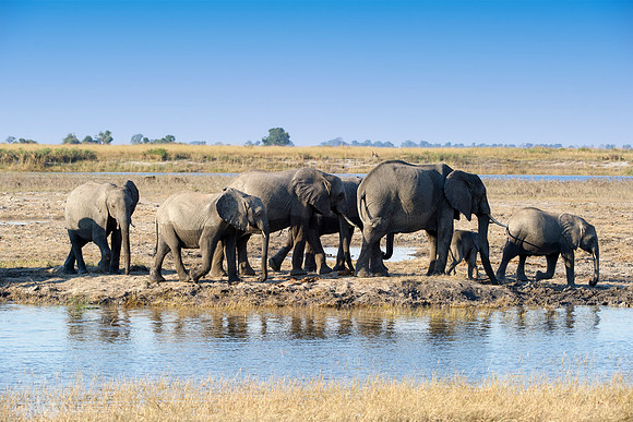 Africa, Africa, Africa, Botswana, Botswana, Chobe, Dumbo, India, Kenya, Kenya, Mara, Masai, Moremi, Namibia, Namibia, Savuti, South, South, Tanzania, Tanzania, Zambia, Zimbabwe, ears, elephant, elepha