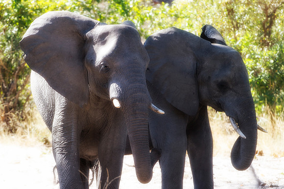 Africa, Africa, Africa, Botswana, Botswana, Chobe, Dumbo, India, Kenya, Kenya, Mara, Masai, Moremi, Namibia, Namibia, Savuti, South, South, Tanzania, Tanzania, Zambia, Zimbabwe, ears, elephant, elepha