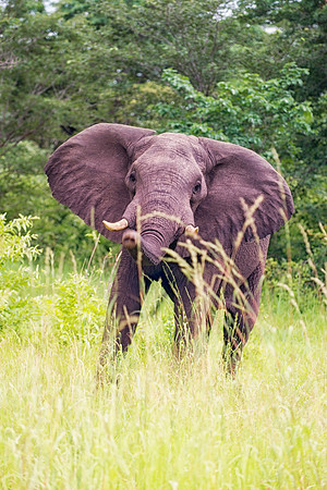 Africa, Botswana, Chobe, Dumbo, Kenya, "Masai Mara", Moremi, Namibia, Savuti, "South Africa", Tanzania, ears, elephant, "illegal trade", ivory, jungle, poaching, safari, savanna, trunk, tusk,India, Ta