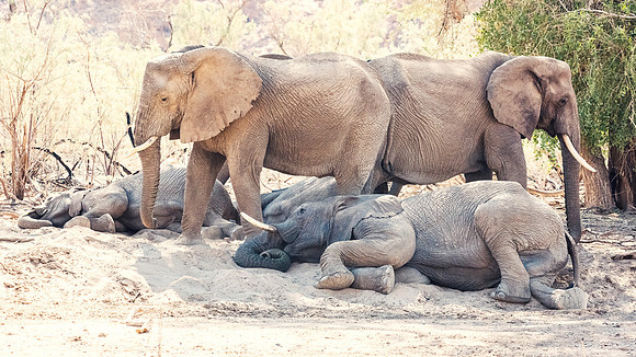 Desert Elephants