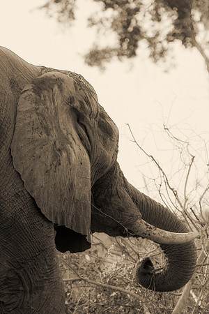 Africa, Africa, Africa, Botswana, Botswana, Chobe, Dumbo, India, Kenya, Kenya, Mara, Masai, Moremi, Namibia, Namibia, Savuti, South, South, Tanzania, Tanzania, Zambia, Zimbabwe, black, "black & white"