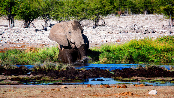 Bull Elephant - Etosha