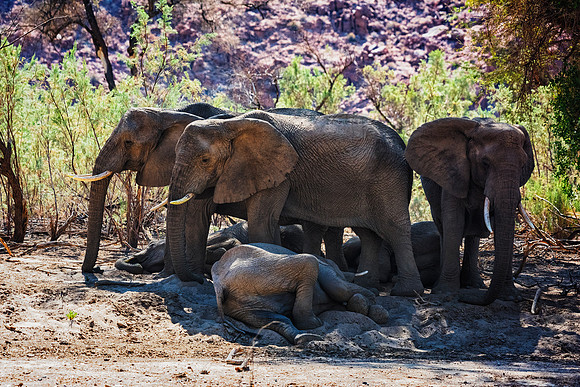 Desert Elephants